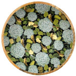 Plat bois manguier hortensia bleu d35cm de Jardinerie Bordeaux Libourne Gironde dans B1171