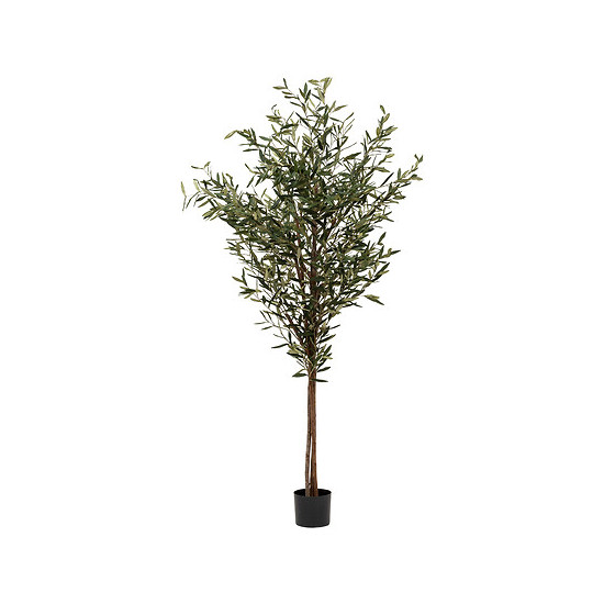 Olivier martin dans pot plastique h210cm de Jardinerie Bordeaux Libourne Gironde dans J031