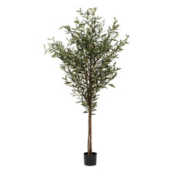 Olivier martin dans pot plastique h210cm de Jardinerie Bordeaux Libourne Gironde dans J031