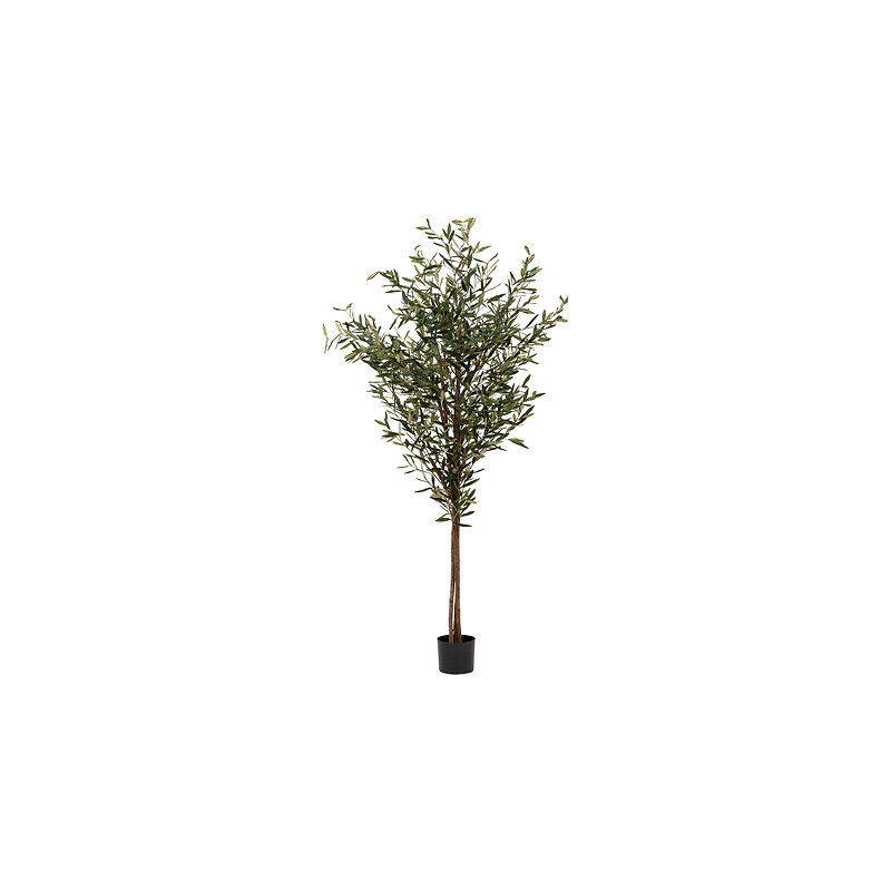 Olivier martin dans pot plastique h210cm de Jardinerie Bordeaux Libourne Gironde dans J031