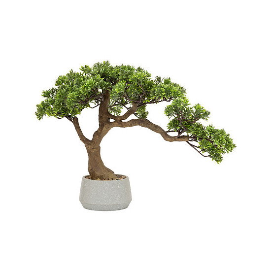 Bonsai polin dans pot ceramique h45cm de Jardinerie Bordeaux Libourne Gironde dans Plantes artificielles