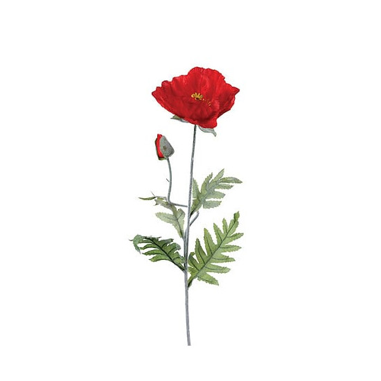 Tige coquelicot rouge h70cm de Jardinerie Bordeaux Libourne Gironde dans J031