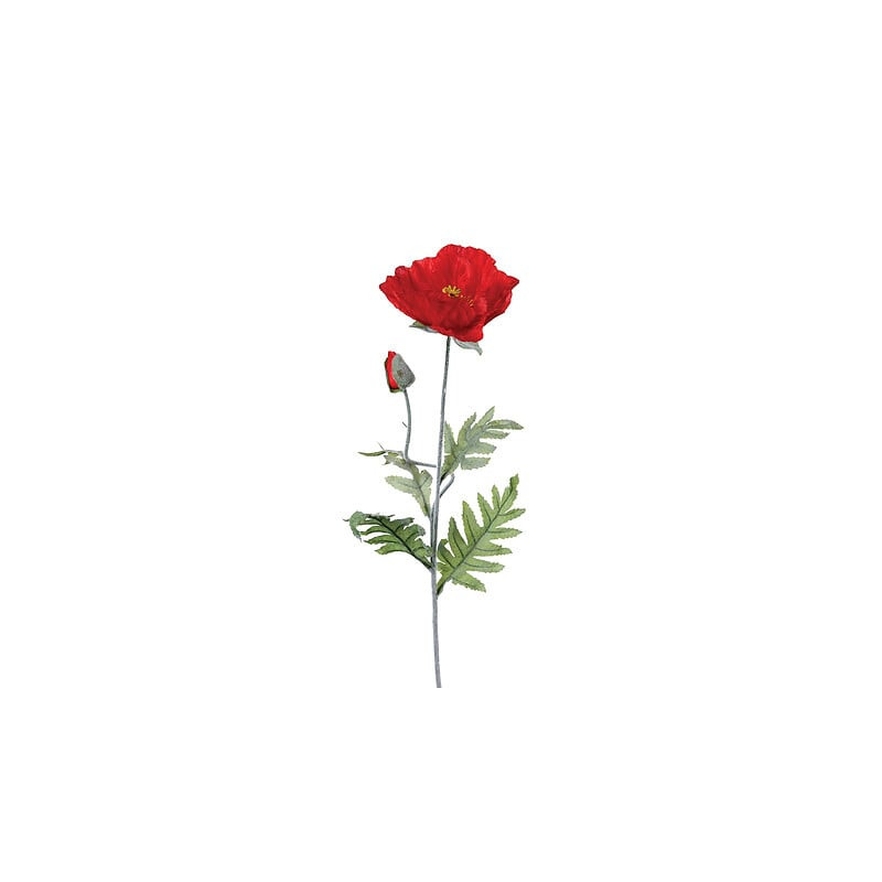 Tige coquelicot rouge h70cm de Jardinerie Bordeaux Libourne Gironde dans J031