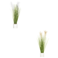 Plumeau spalvu dans/pot ciment ass h70cm de Jardinerie Bordeaux Libourne Gironde dans J031