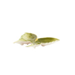 Plat papillon vert clair/vert 26.5x24.5x3.5cm de Jardinerie Bordeaux Libourne Gironde dans L1371