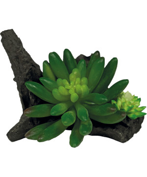 Deco terrarium plante succulente sur deco de Habistat, le matériel pour les reptiles dans A075