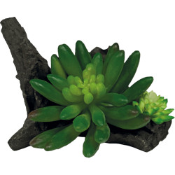 Deco terrarium plante succulente sur deco de Habistat, le matériel pour les reptiles dans A075