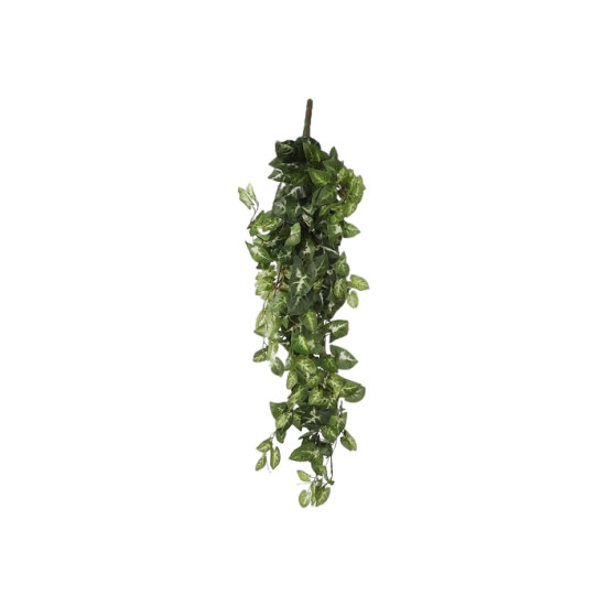Chute fittonia vert l80xb30xh15cm de Jardinerie Bordeaux Libourne Gironde dans E009
