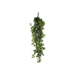 Chute fittonia vert l80xb30xh15cm de Jardinerie Bordeaux Libourne Gironde dans E009