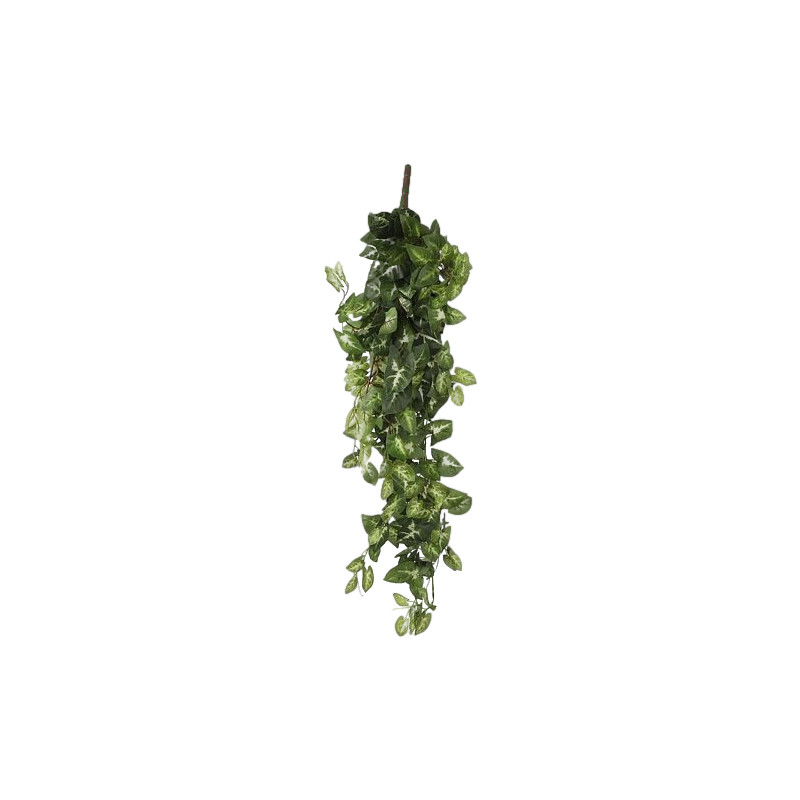 Chute fittonia vert l80xb30xh15cm de Jardinerie Bordeaux Libourne Gironde dans E009