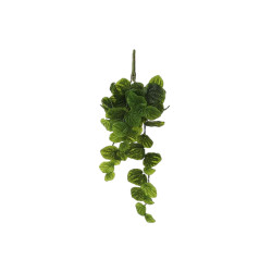 Peperomia a suspendre vert l58xb20xh14cm de Jardinerie Bordeaux Libourne Gironde dans E009