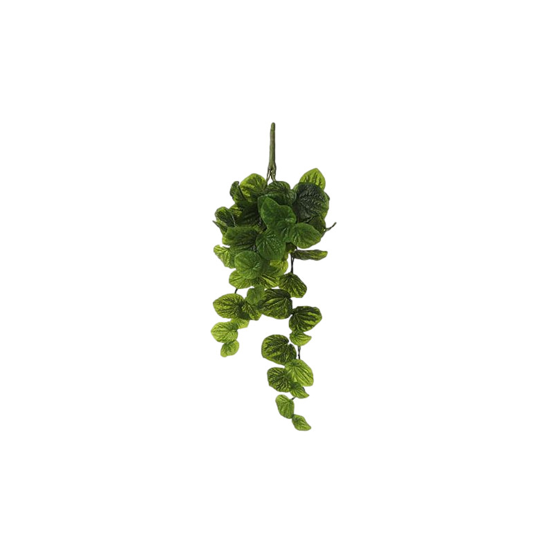 Peperomia a suspendre vert l58xb20xh14cm de Jardinerie Bordeaux Libourne Gironde dans E009