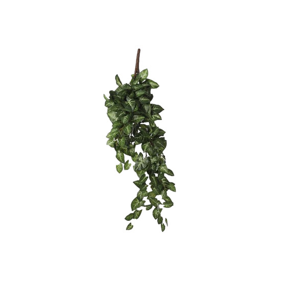 Syngonium a suspendre vert l54xb20xh15cm de Jardinerie Bordeaux Libourne Gironde dans E009