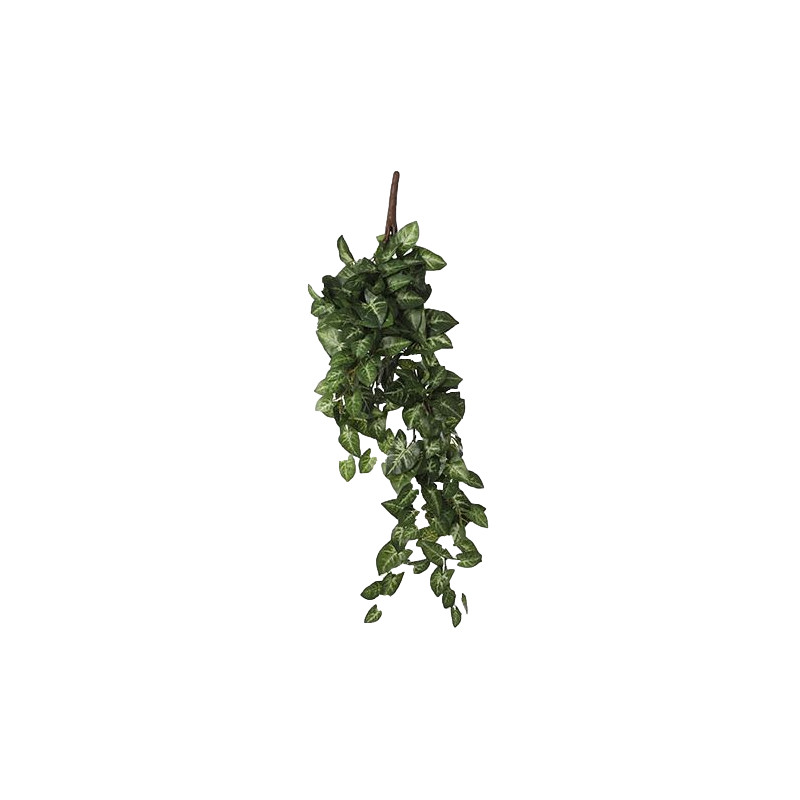 Syngonium a suspendre vert l54xb20xh15cm de Jardinerie Bordeaux Libourne Gironde dans E009