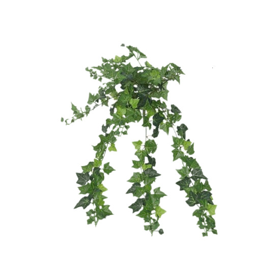 Lierre a suspendre vert l85cm de Jardinerie Bordeaux Libourne Gironde dans E009