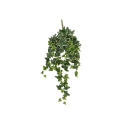 Lierre a suspendre vert panache l80xb25xh5cm de Jardinerie Bordeaux Libourne Gironde dans E009