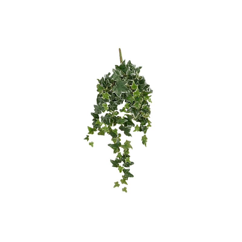 Lierre a suspendre vert panache l80xb25xh5cm de Jardinerie Bordeaux Libourne Gironde dans E009