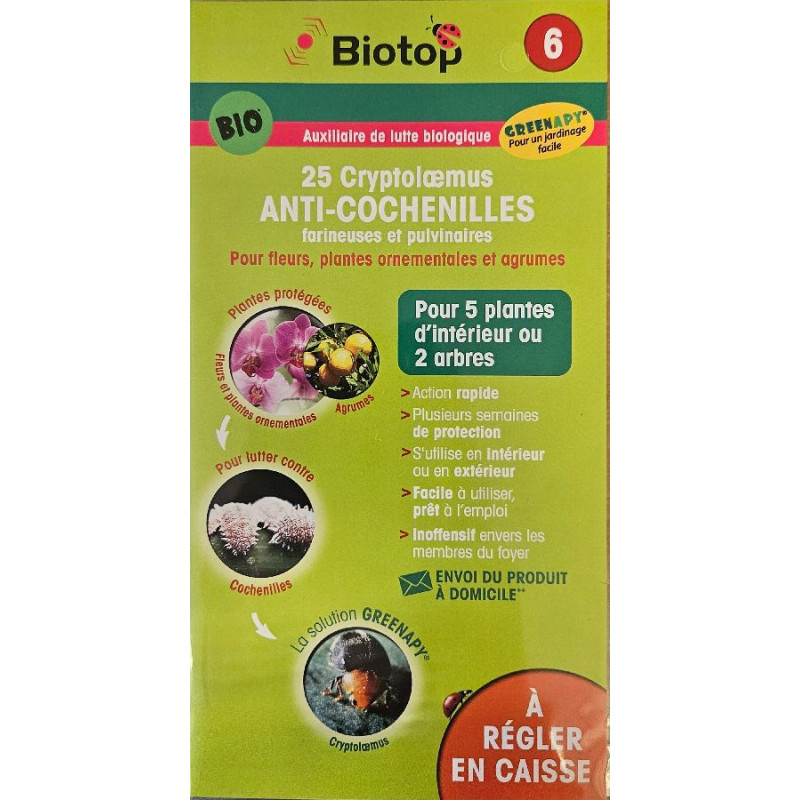 Cryptolaemus 25 Adultes Biotop