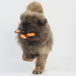 Triskèle pour chien extra résistant 26 cm de Jardinerie Bordeaux Libourne Gironde dans C022