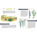 Plantes fabuleuses les pouvoirs du monde vegetal de Jardinerie Bordeaux Libourne Gironde dans C022