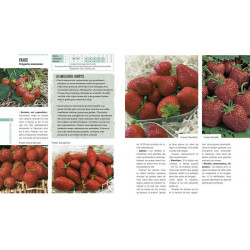 Legumes et fruits pour toute l'annee de Jardinerie Bordeaux Libourne Gironde dans C022