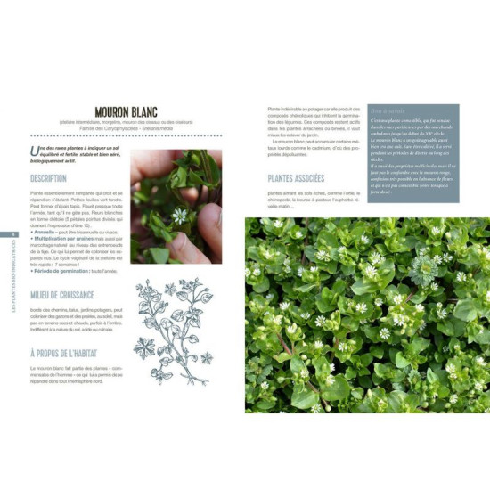 Les plantes bio-indicatrices de Jardinerie Bordeaux Libourne Gironde dans C022