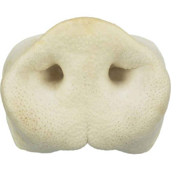 Museaux de cochon séchégrand de Trixie - Produit pour animaux dans T050