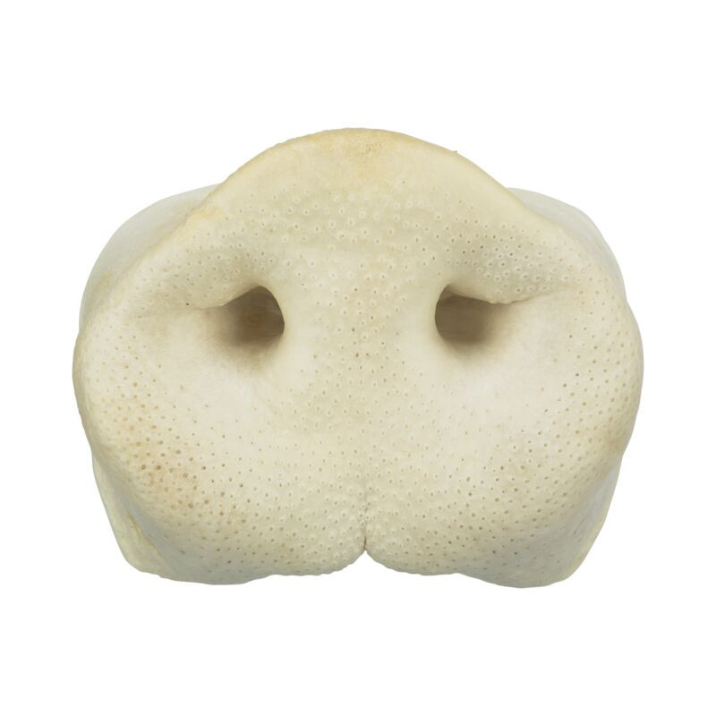 Museaux de cochon séchégrand de Trixie - Produit pour animaux dans T050