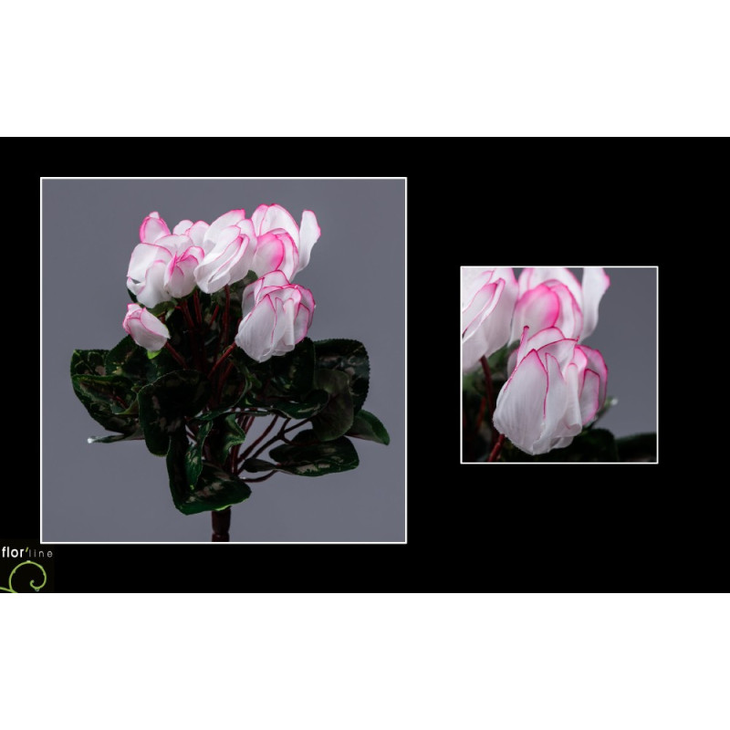 Piquet de cyclamen h30cm creme/rose de Jardinerie Bordeaux Libourne Gironde dans E078