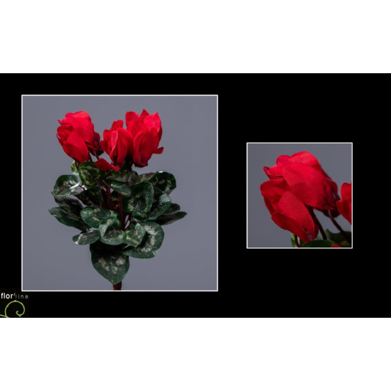 Piquet de cyclamen h30cm rouge de Jardinerie Bordeaux Libourne Gironde dans E078