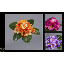 Piquet de primevere 5tiges h18cm de Jardinerie Bordeaux Libourne Gironde dans E078