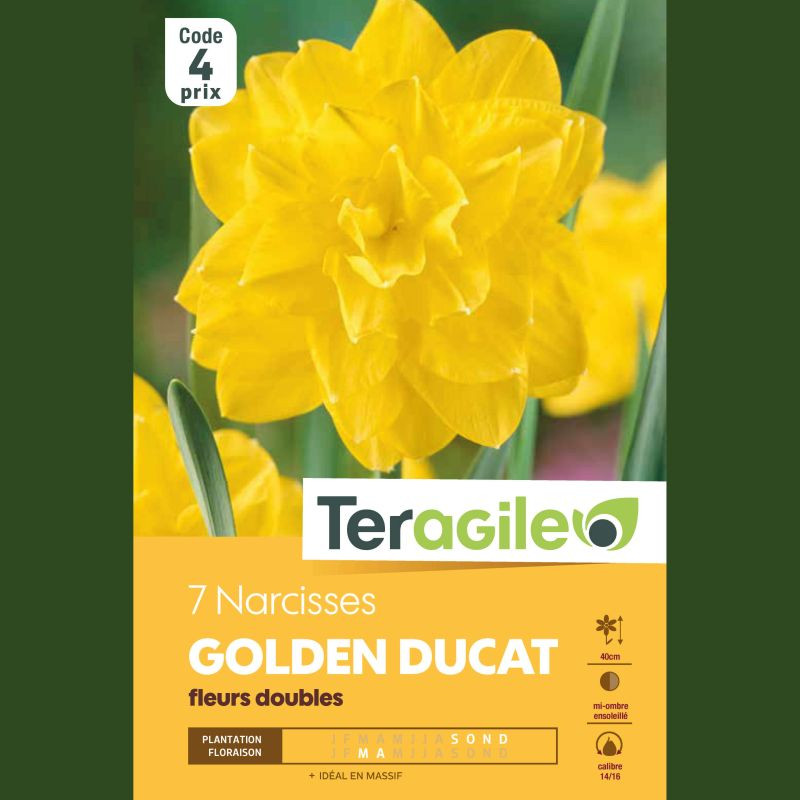Narcisses golden ducat calibre 14/+ x5