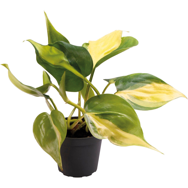 Plante de terrarium philodendron scandens brazil de Aquafleur - Plantes aquarium dans A076