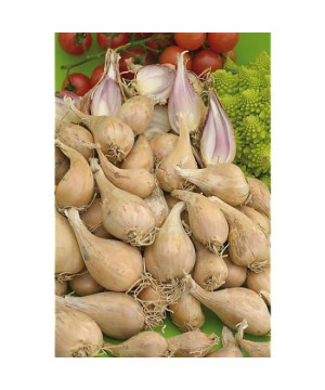 Echalotte griselle 20/35 250g a planter de Jardinerie Bordeaux Libourne Gironde dans C126