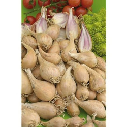 Echalotte griselle 20/35 250g a planter de Jardinerie Bordeaux Libourne Gironde dans C126