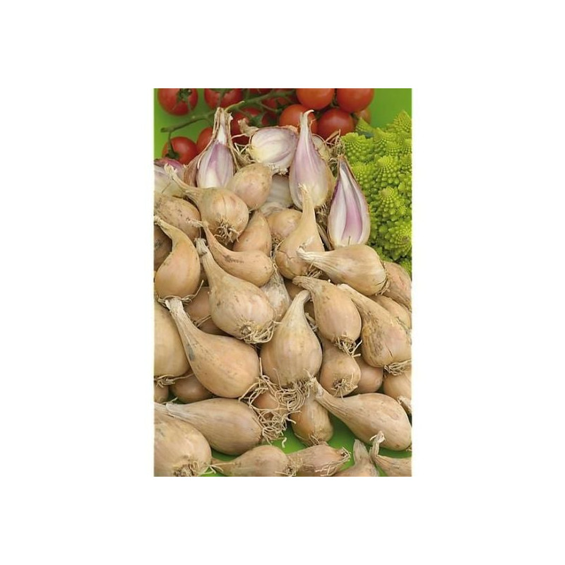 Echalotte griselle 20/35 250g a planter de Jardinerie Bordeaux Libourne Gironde dans C126