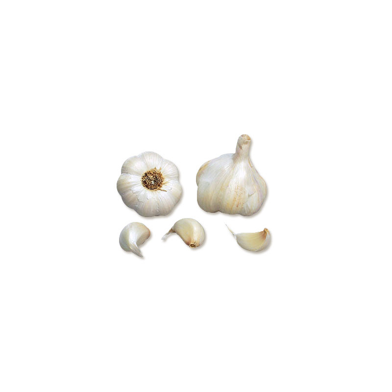 Ail therador 50/60 500g a planter de Jardinerie Bordeaux Libourne Gironde dans C126