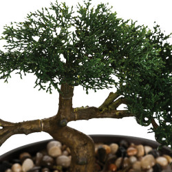BONSAI BAKI DANS POT CERAMIQUE NOIR H23CM de J-Line by Jolipa - Déco intérieur dans J031