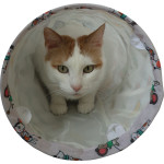 Chatouille tunnel droit pour chat 50cm de Zolux - Produit pour animaux dans Z002