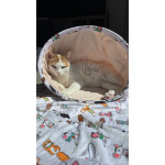 Chatouille chaussette paniere chat de Zolux - Produit pour animaux dans Z002