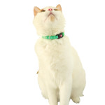 Chatouille collier pour chat oiseau vert de Zolux - Produit pour animaux dans Z002