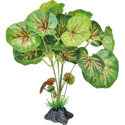 Plante feuilles rondes debout pour reptiles de Superfish - Aquadistri - accessoires pour aquarium et bassin dans A075