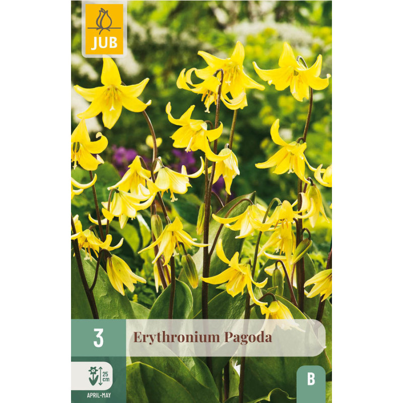 ERYTHRONIUM - PAGODA X3 de Teragile - produits pour le jardin dans J024
