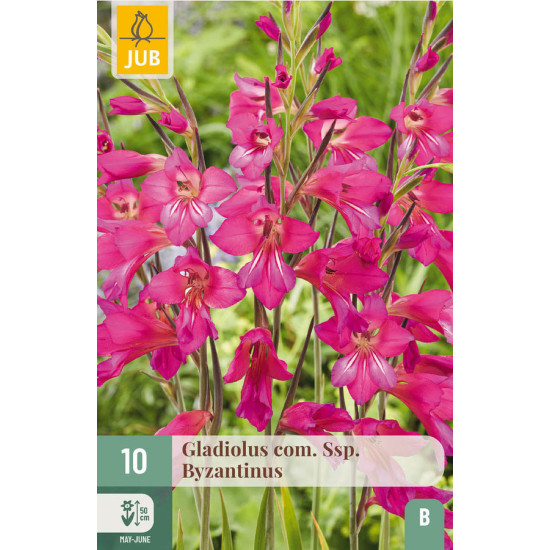 GLADIOLUS - COM. SSP. BYZANTINUS X10 de Teragile - produits pour le jardin dans J024