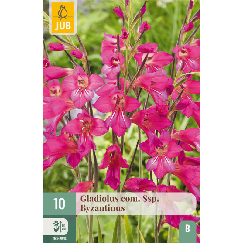 GLADIOLUS - COM. SSP. BYZANTINUS X10 de Teragile - produits pour le jardin dans J024