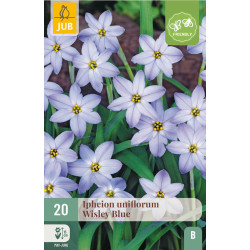 IPHEION UNIFLORUM - WISLEY BLUE X20 de Teragile - produits pour le jardin dans J024