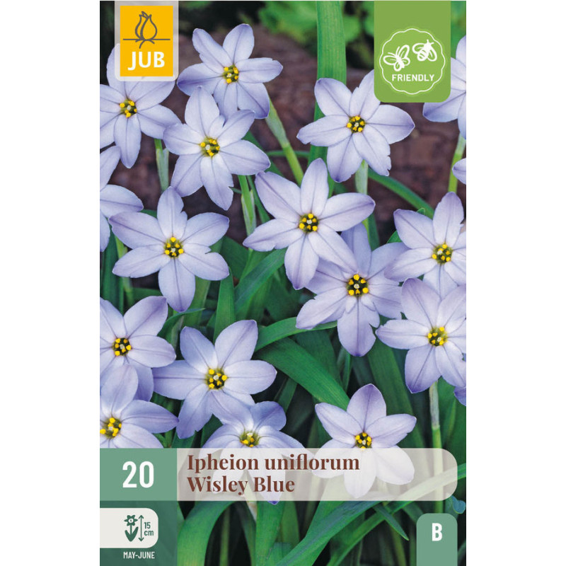 IPHEION UNIFLORUM - WISLEY BLUE X20 de Teragile - produits pour le jardin dans J024