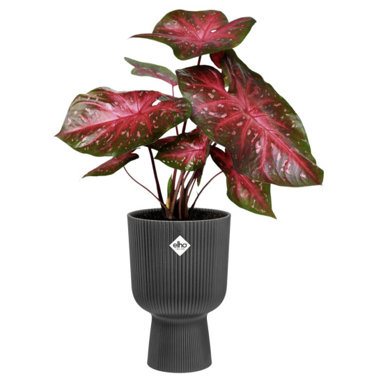 vibes fold coupe 14cm anthracite -elho de Elho - Pot en plastique de qualité dans E029