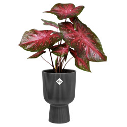 vibes fold coupe 14cm anthracite -elho de Elho - Pot en plastique de qualité dans E029