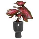 vibes fold coupe 14cm anthracite -elho de Elho - Pot en plastique de qualité dans E029